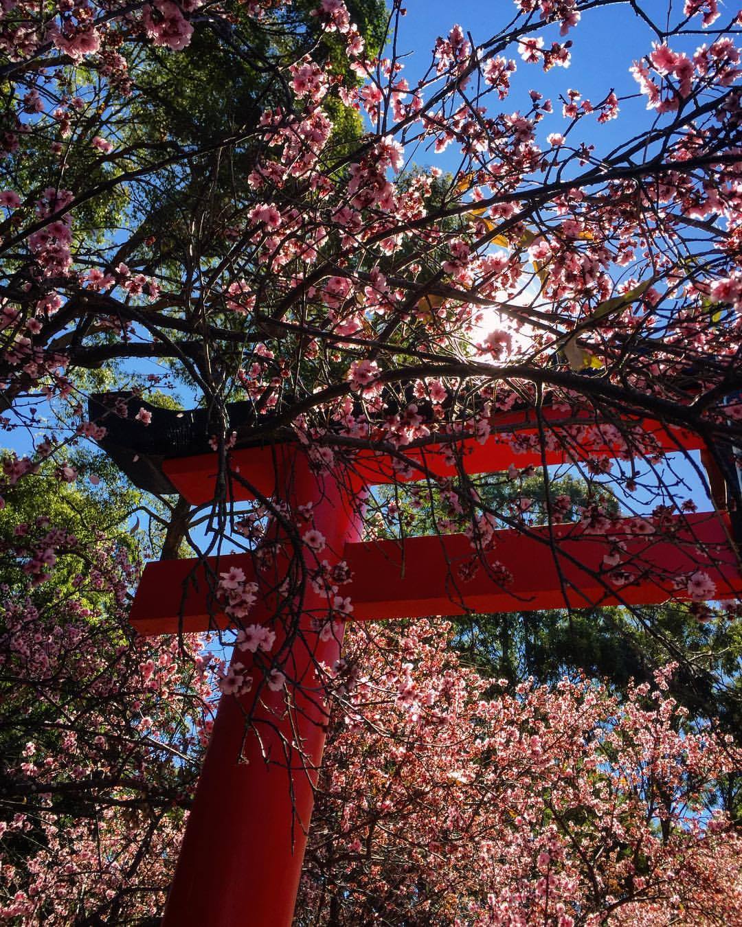 Auburn Botanic Garden cherry blossoms