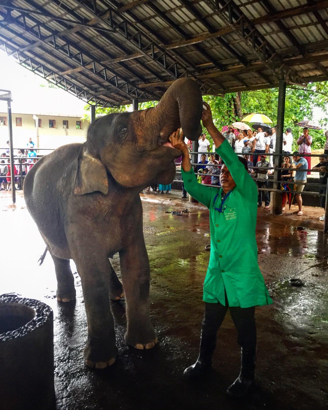 Pinnawala Elephant Orphanage 3