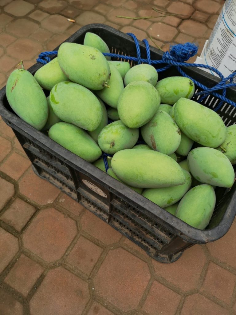 SMB Mango Farm mangoes
